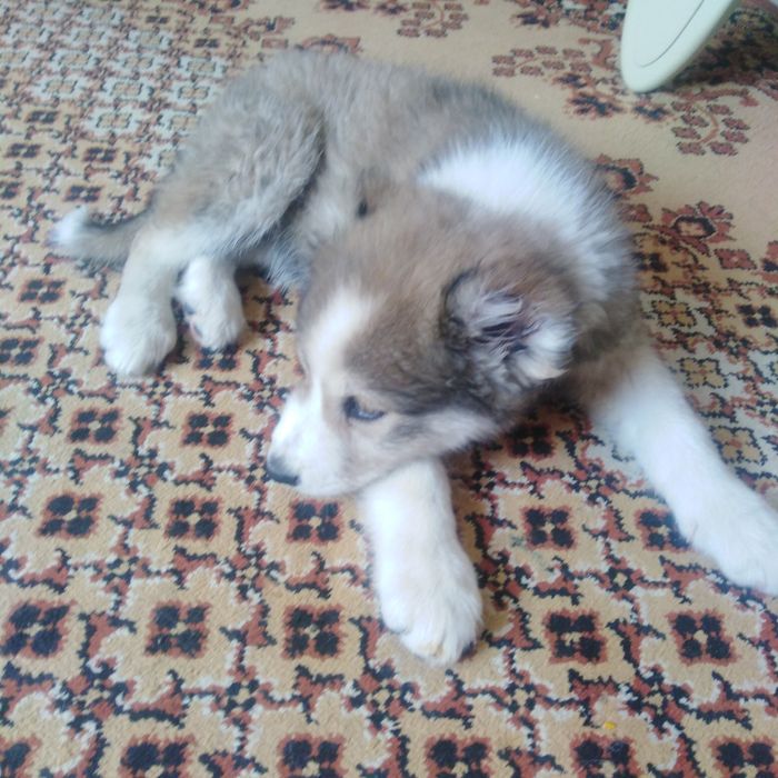 Продам девочку алабая