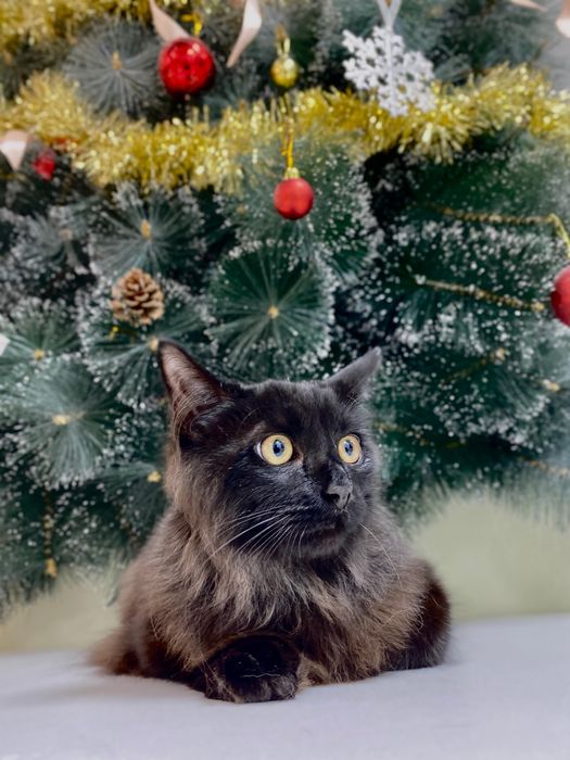 Мэйнкун котенок полгода