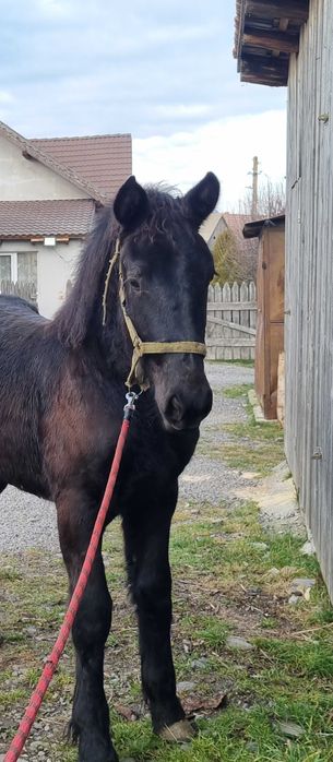 Mânză neagră de 6 luni