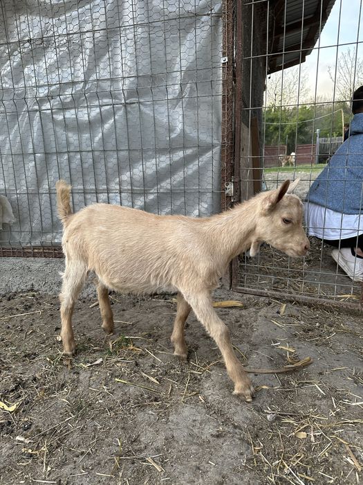 Disponibil tapisor metis alpin francez cu saanen