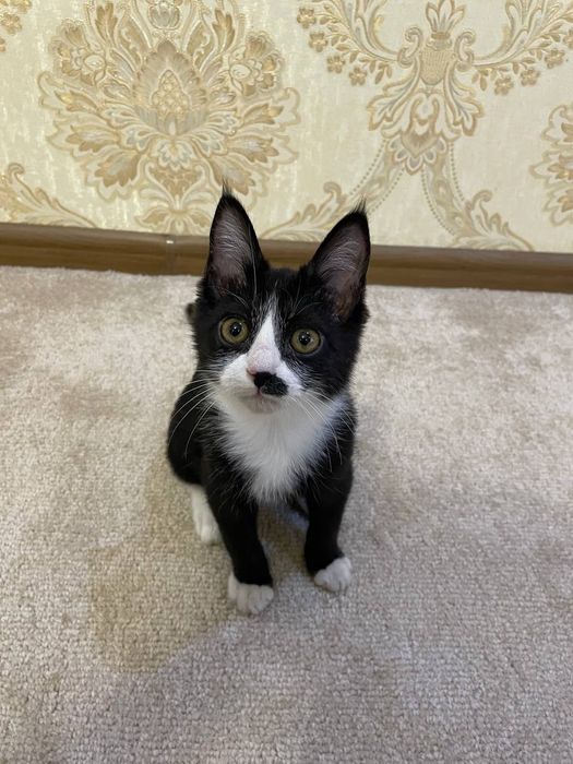 Отдаём котенка мальчика в добрые руки бесплатно