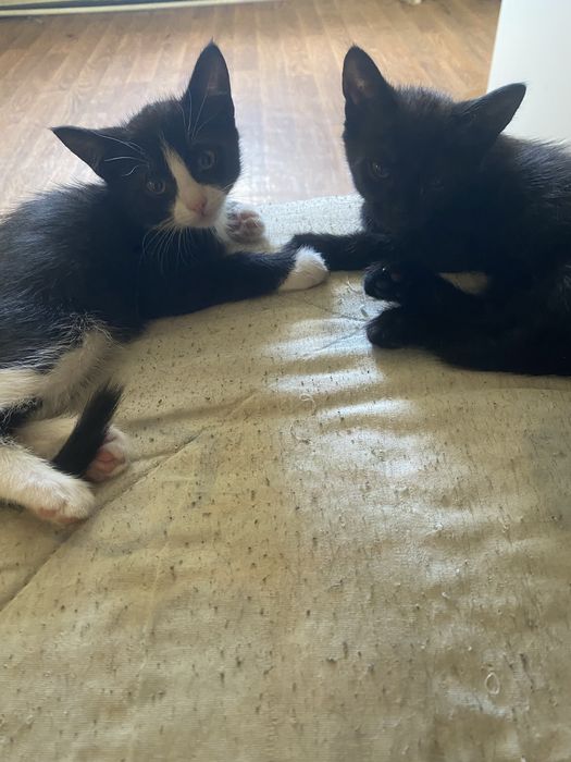 Отдам 5 котят 3 месяца