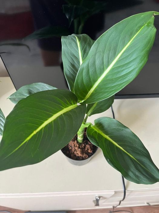 Комнатные растения