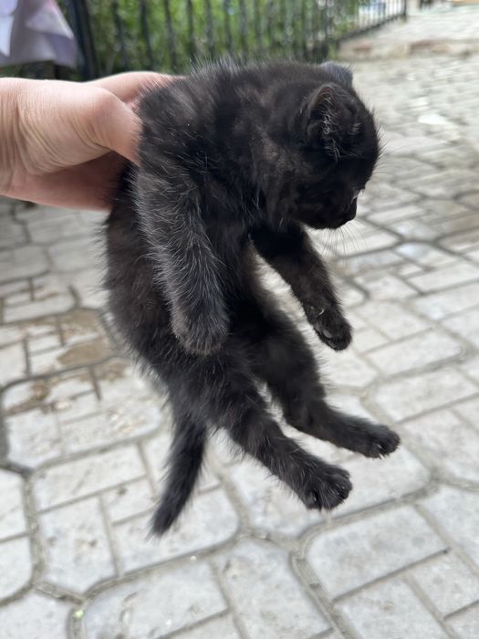 Отдам даром котят