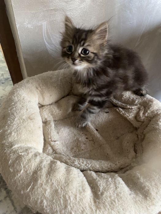 Norvegiana de padure ,fetita !