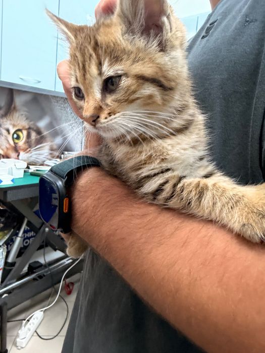 Подаряваме мъжко коте Киви