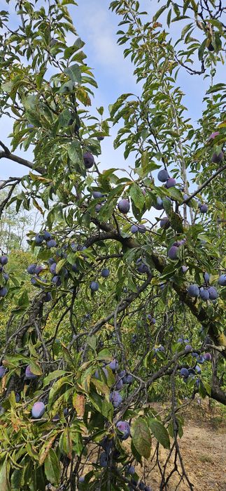 Vând prune anaspet calitatea I pentru țuică sau gem