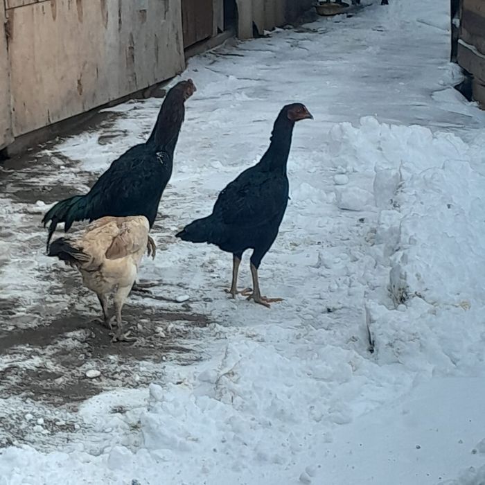 Продам даканов хороших кровей