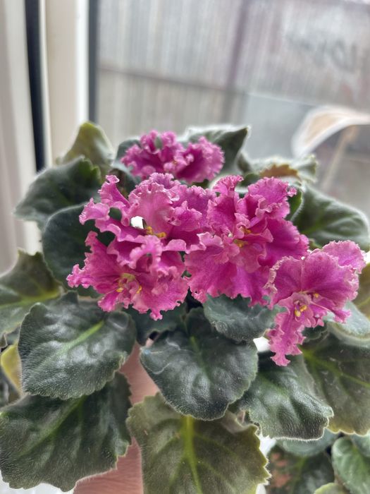 Продам цветущие сортовые фиалки!