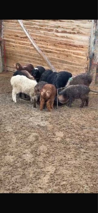 Оттыққан Қозылар Марқа қозылар