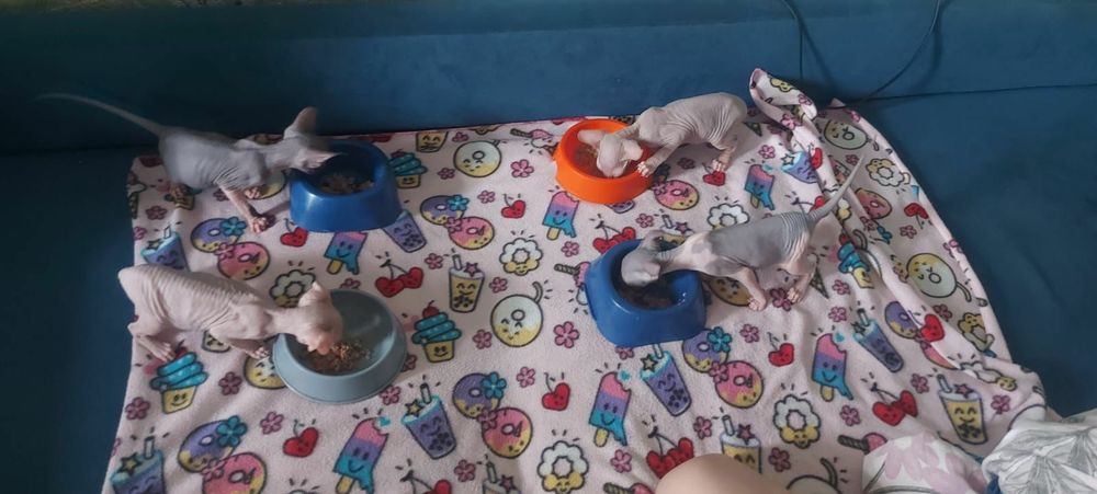 Котята сфинксы ливкой