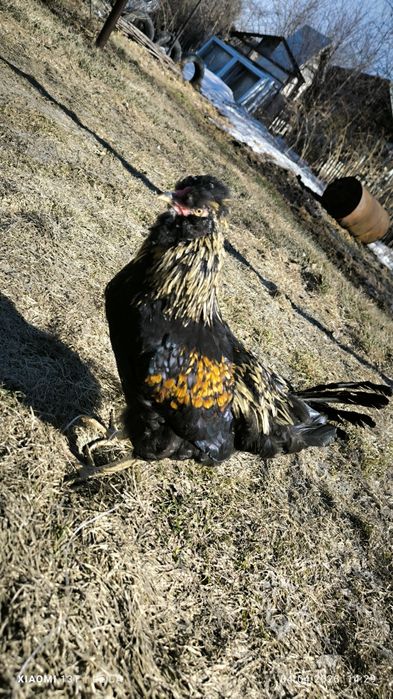 Продам молодых петухов