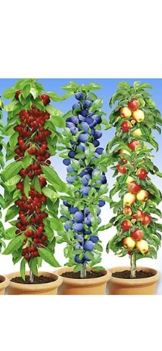 Mere.Aronia congelata.Suc aronia.Pomi:Nuci.Aluni.Ciresi.Meri.Visin.Soc