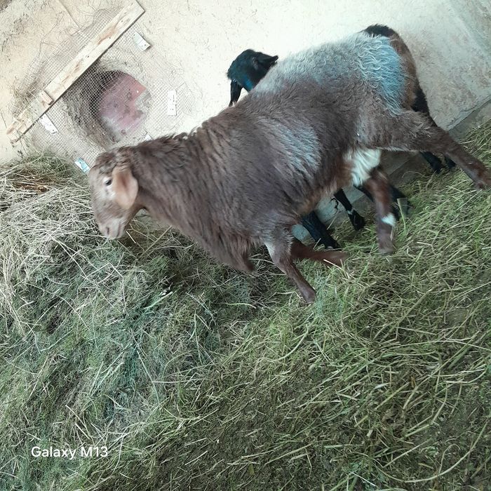 Quchorlar sotiladi katta kuchqor