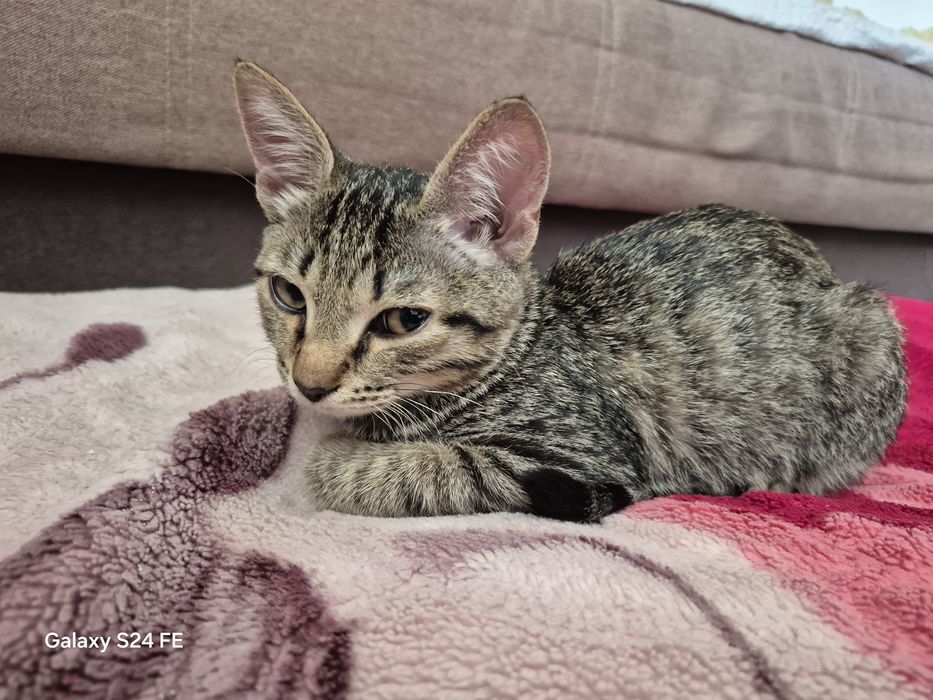 Отдам кота в добрые руки
