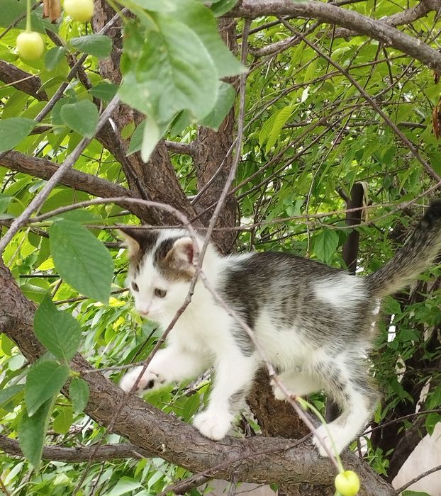 Отдаём котят в хорошие руки
