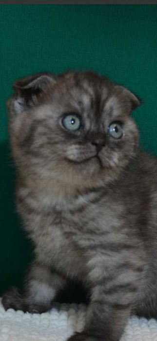 Продам вислоухих Скоттиш-фолдов