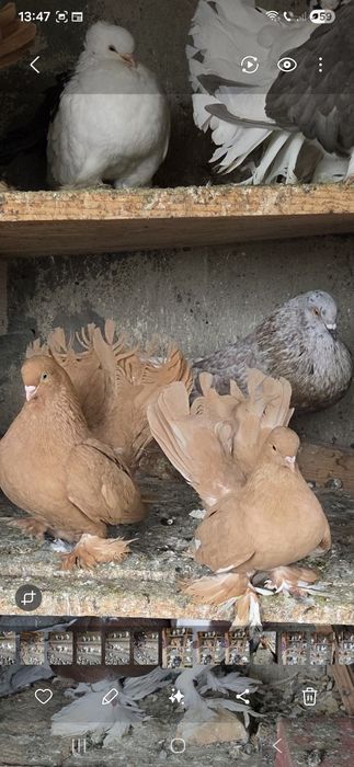 Porumbei de vânzare