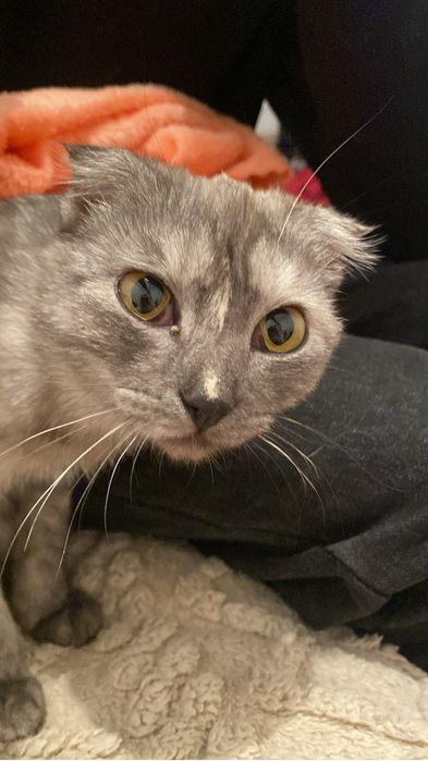 Кошка ищет хозяев