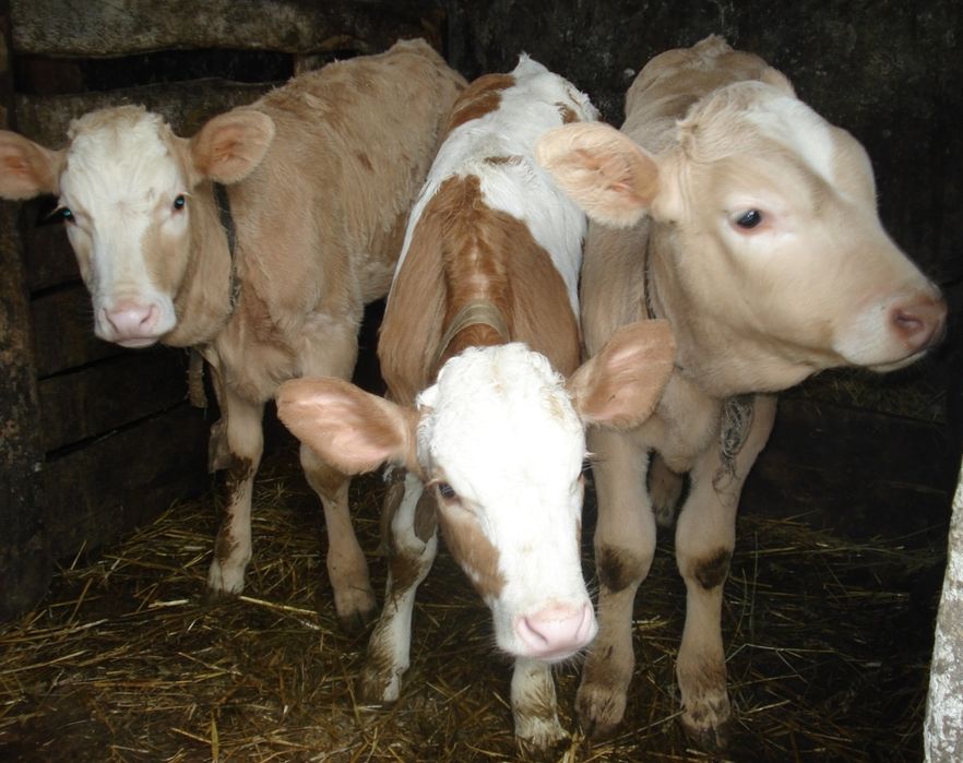 Ангус  Симментал