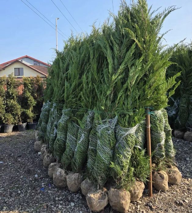 Cupressocyparis leylandii, pentru gard viu, rata prindere 100%