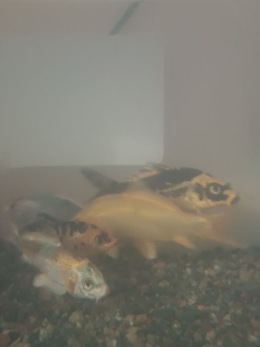 Продаются Коя карпы..