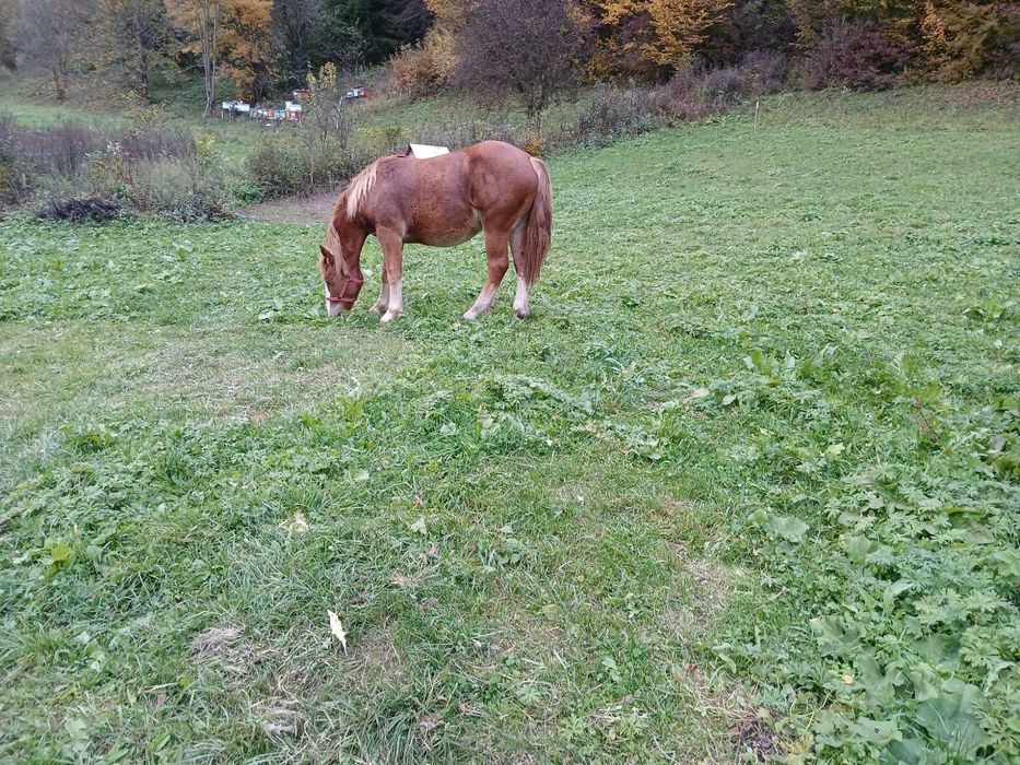 Vand iapa de 7ani si o manza de 1 an si 9 luni