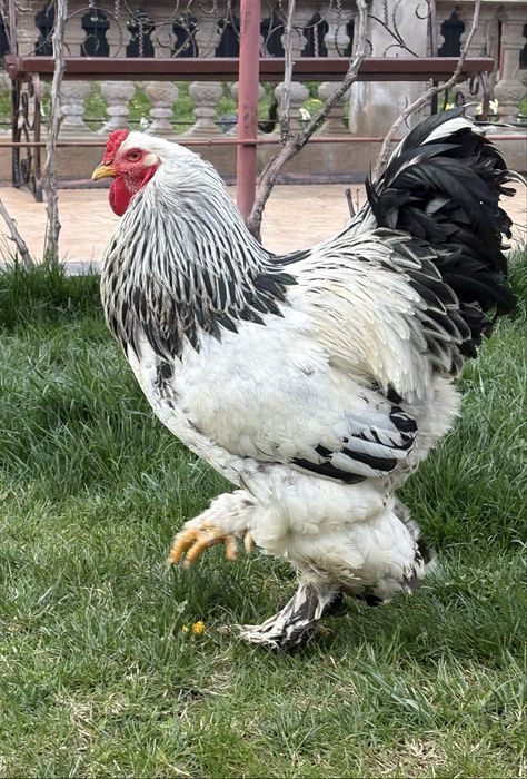 Vand cocos Brahma