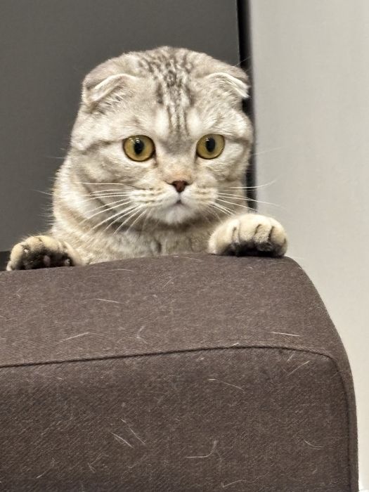 Котик по имени Кекс