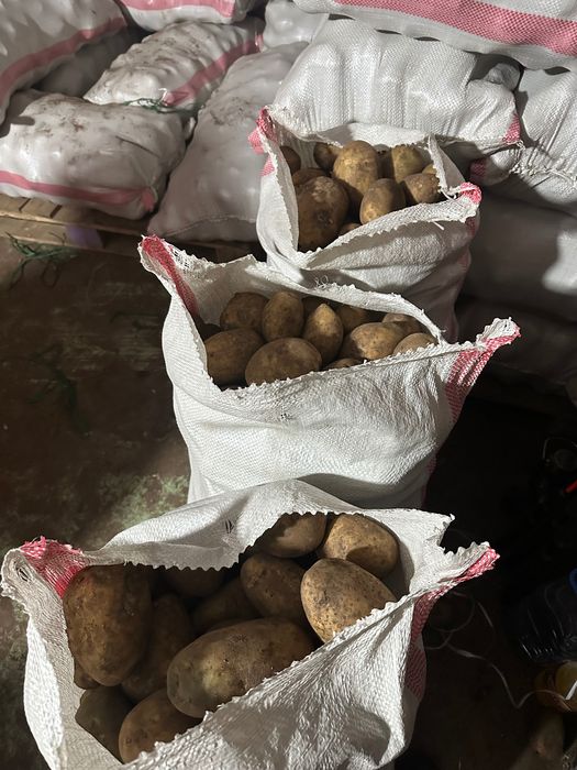 Картофель сорт  Гала