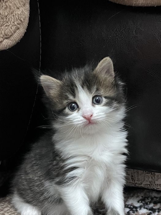 Отдам в добрые руки котенок девочка