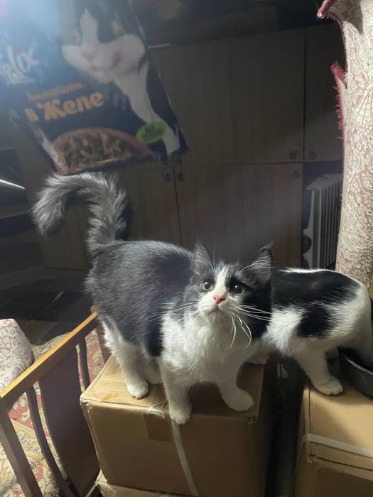 Домашние котята ищут себе новый дом