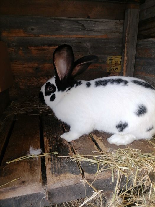 Mascul fluture german