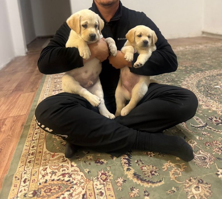 Лабрадор ретривер