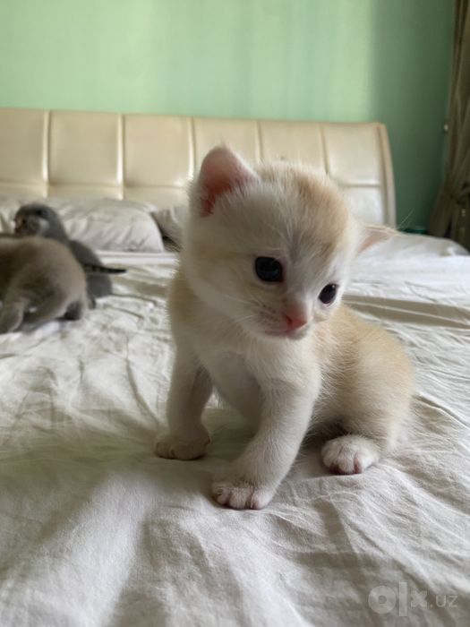 Котята фолдики и страйдики