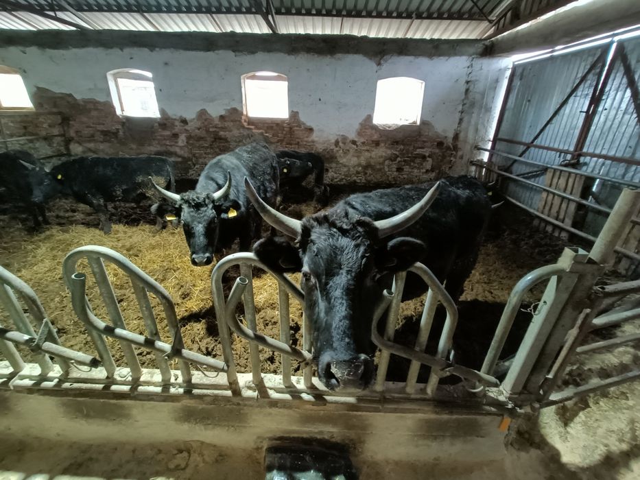 Boi Wagyu de vânzare