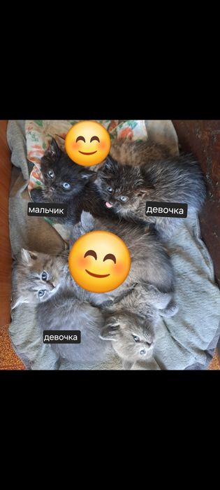 Отдам котят ( полукровки)
