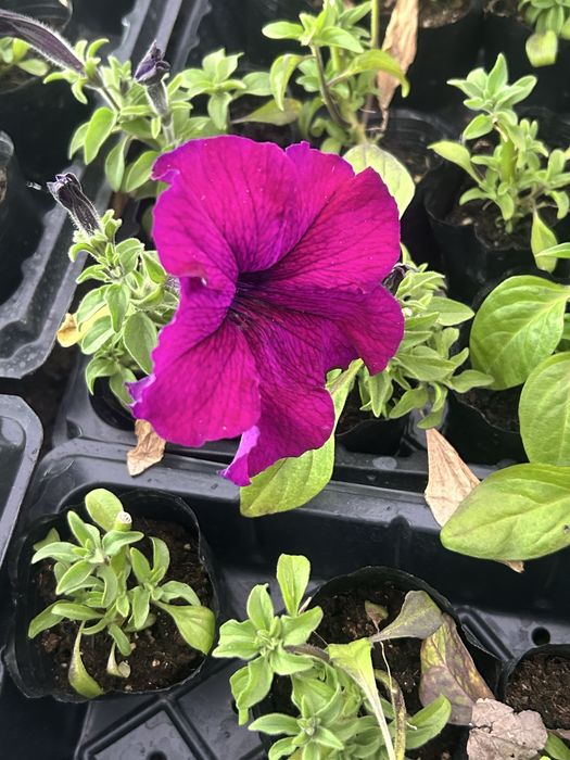 Петуния оптом и в розницу