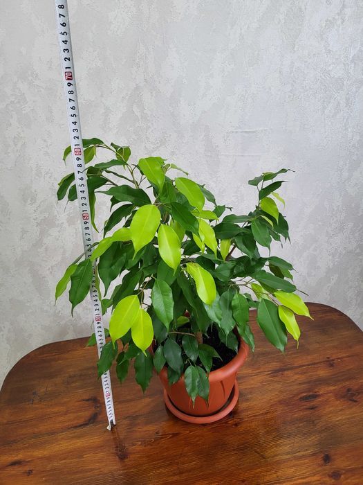 Фикус Бенджамина, комнатное растение