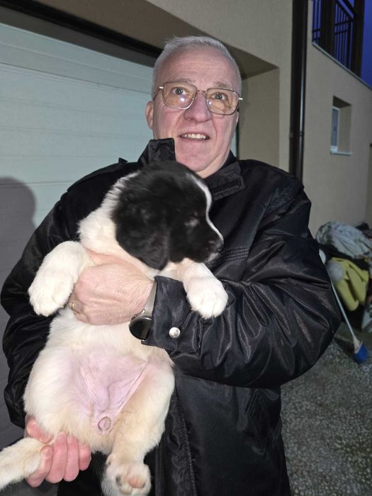 Cățelușe Ciobănesc Românesc de Bucovina – SUPERBE, din linii de elită!