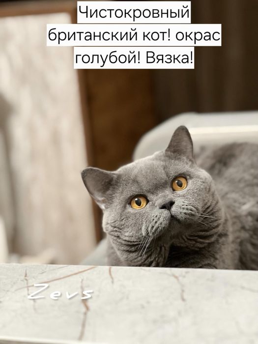 Вязка!  Чистокровный британский кот,  shorthair.