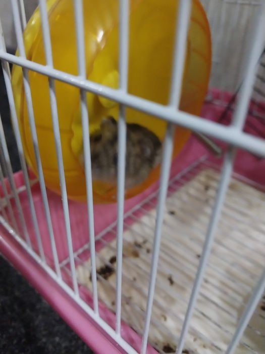 Продам хомяков с клеткой