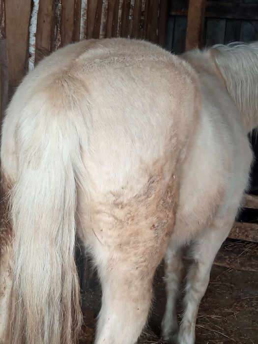 Продам с откорма кобылу.