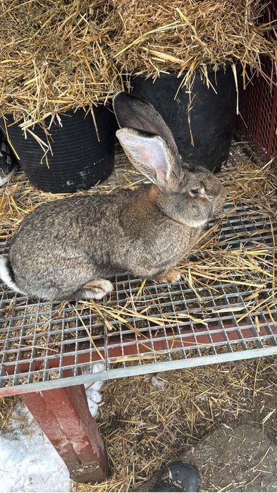 Vand iepurasi urias german