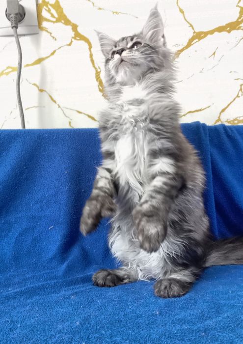 Милейшие котята Мейн Кун