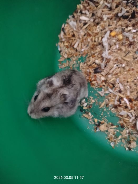 Отдам хомяка бесплатно