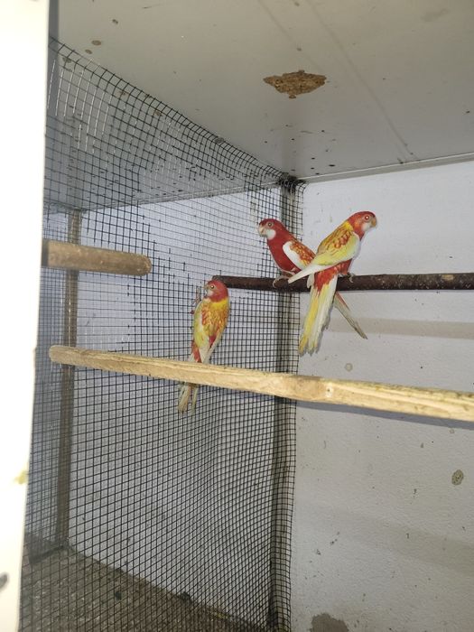 Vind, schimb Papagali rosella penant,peruși, călugări