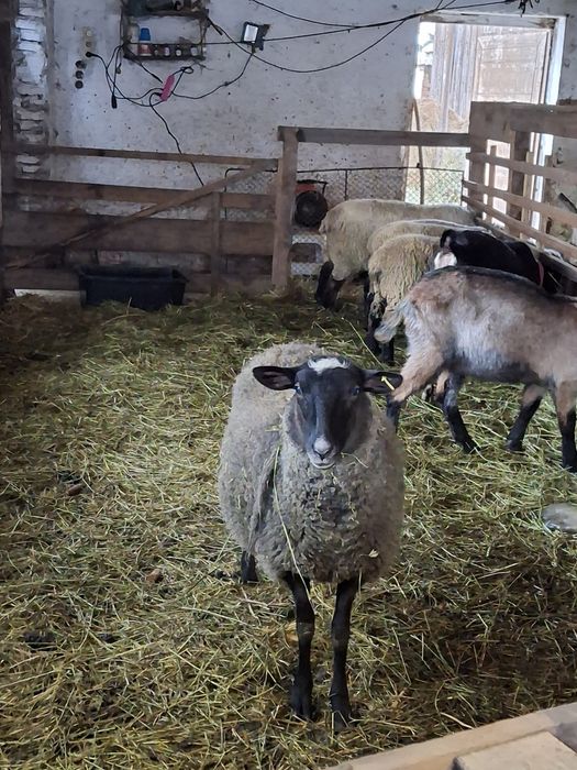 Oaie Romanov cu mieluta