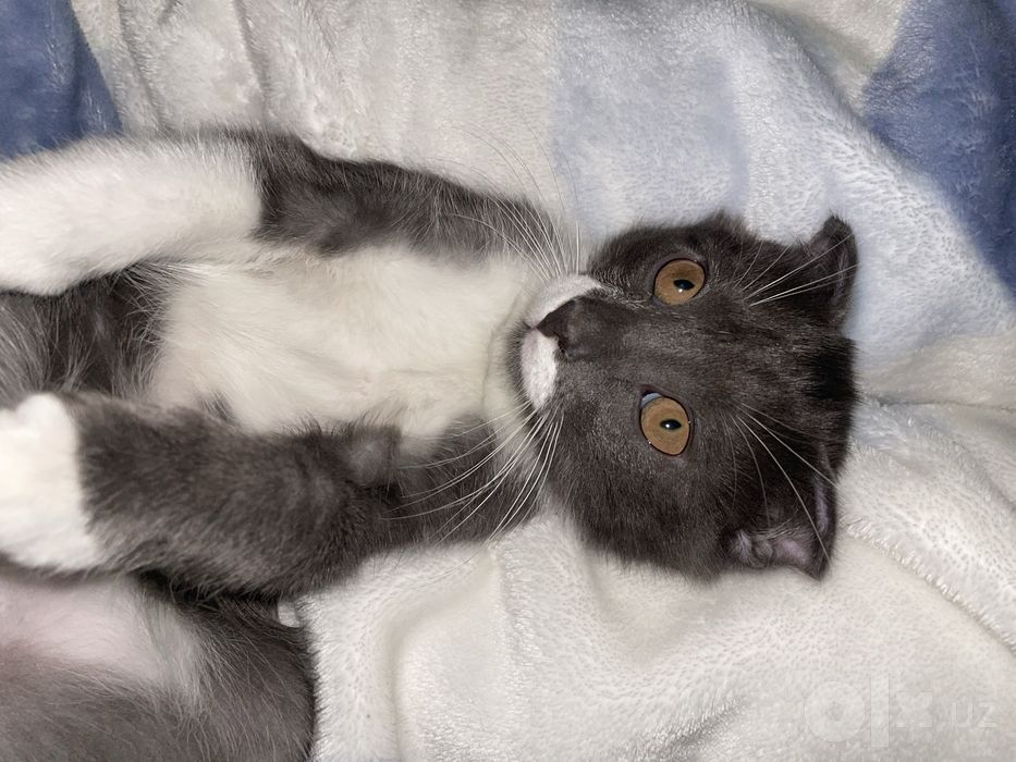 Котенок в добрые руки