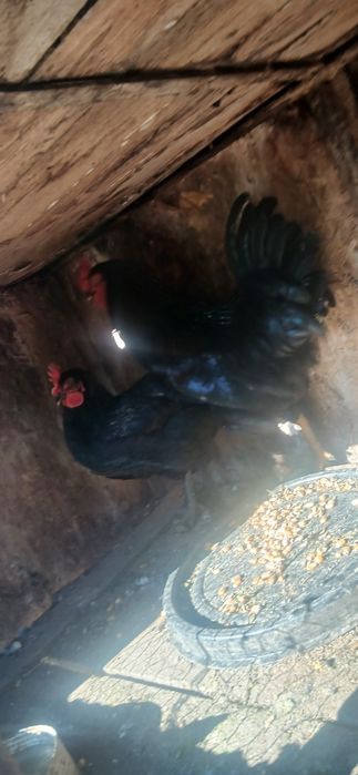 Vand cocosi rasa brahma rasa austrolop